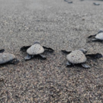 Aboitiz Land releases 331 pawikan hatchlings at Seafront Residences