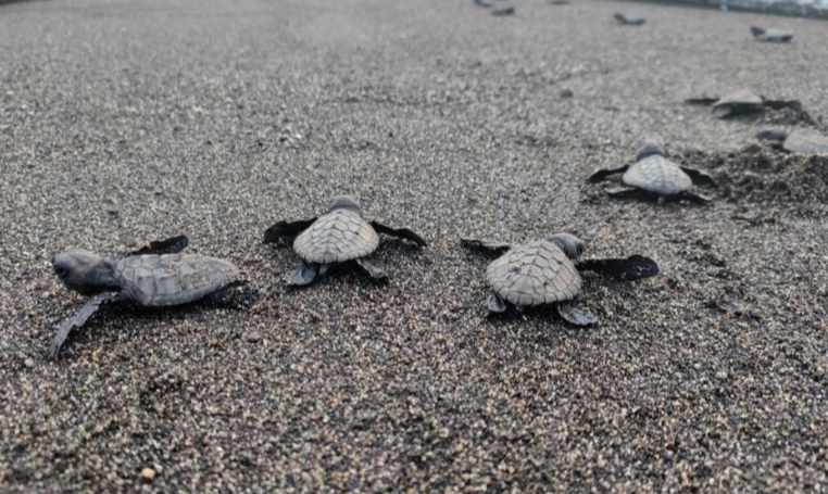 Aboitiz Land releases 331 pawikan hatchlings at Seafront Residences