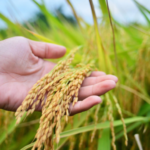 LANDBANK welcomes RCEF extension until 2031