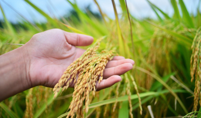 LANDBANK welcomes RCEF extension until 2031